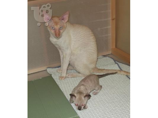 ΓΑΤΑΚΙΑ cornish rex ΠΡΩΤΗ ΕΙΣΑΓΩΓΗ ΕΛΛΑΔΑ